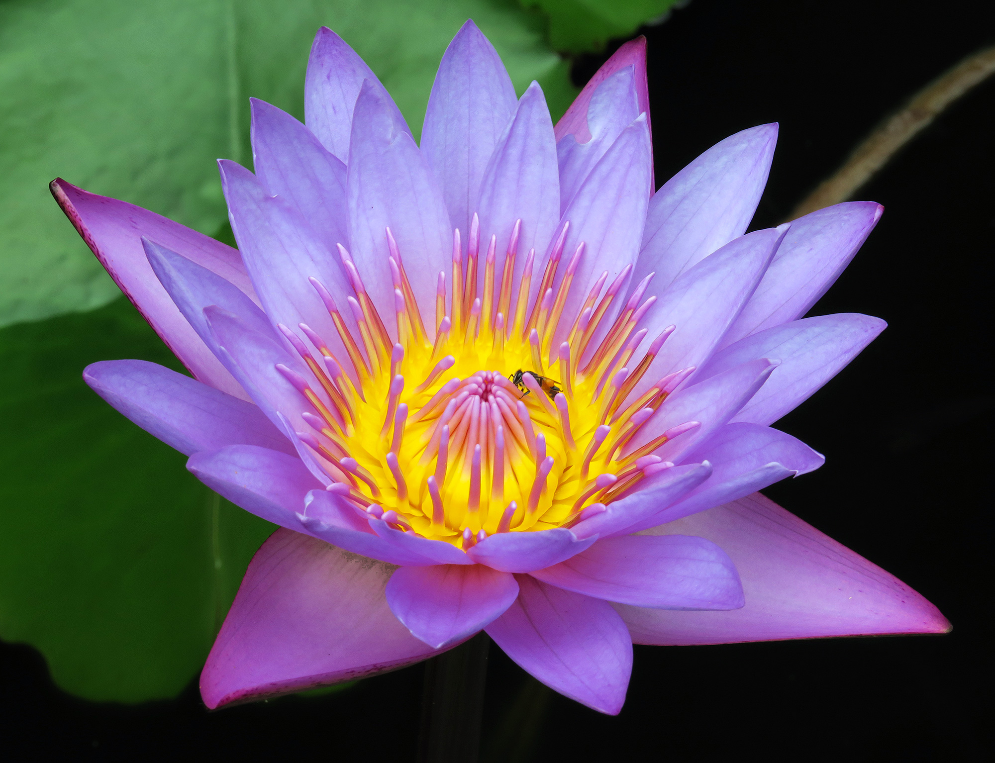 Symbol Sri Lanki