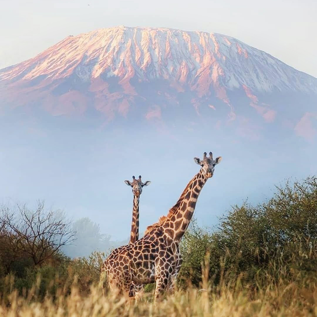 Korona Tanzanii