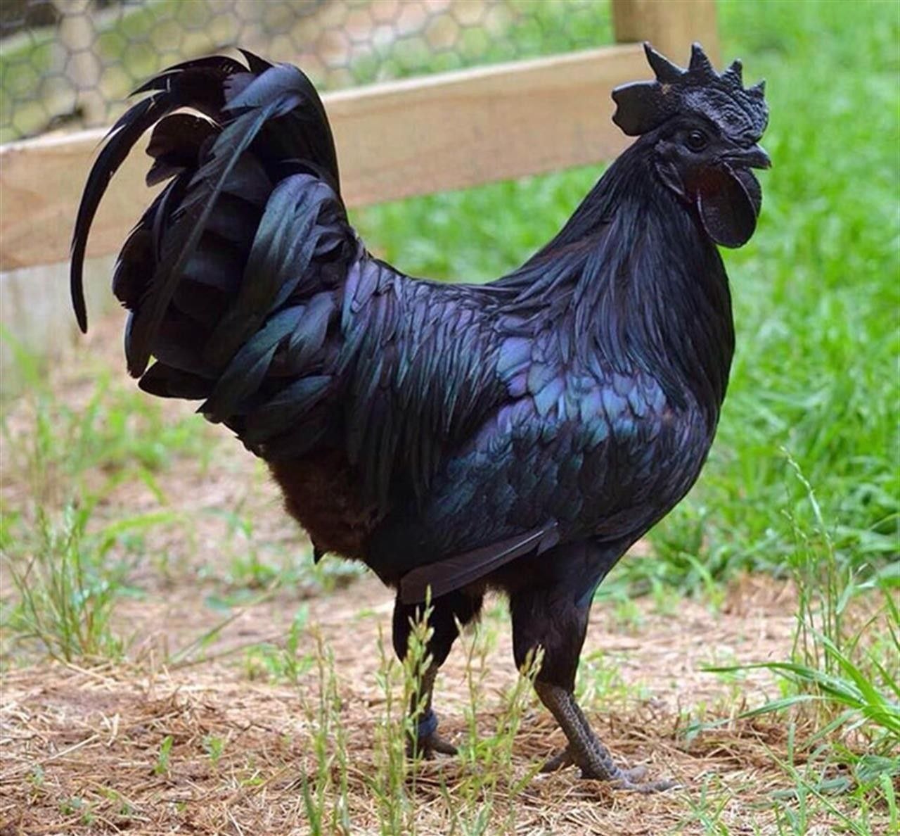 Ayam Cemani