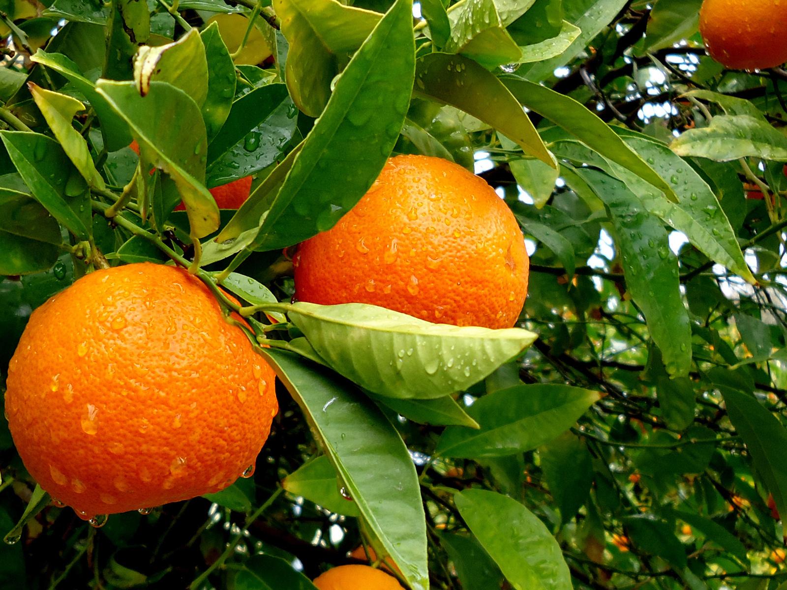 Pomarańczowe gaje