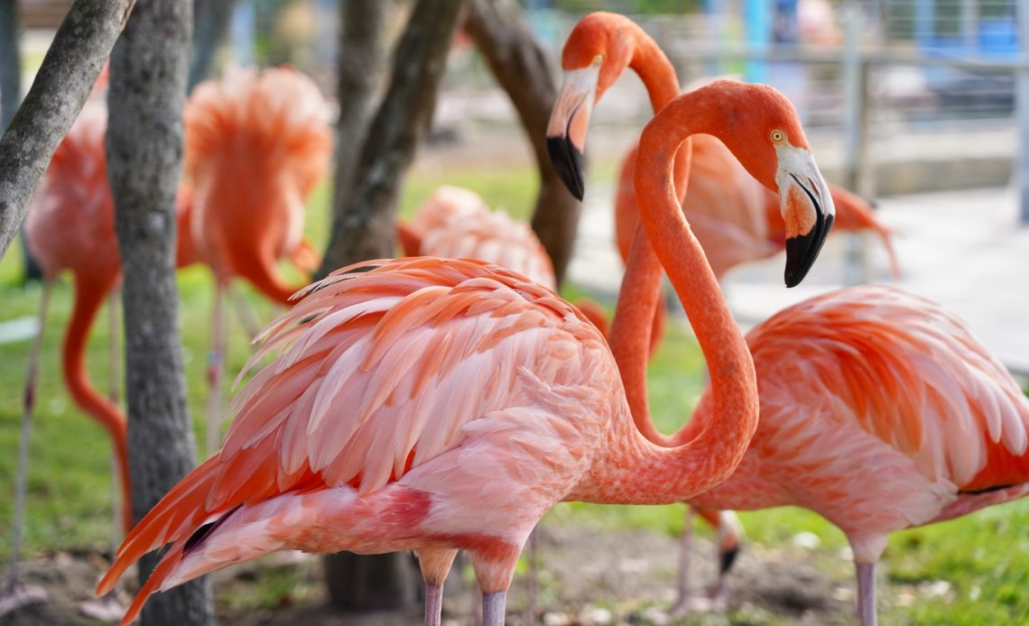 Flamingi